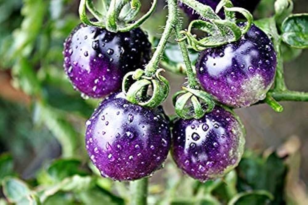 Blue Berries tomato seeds for planting