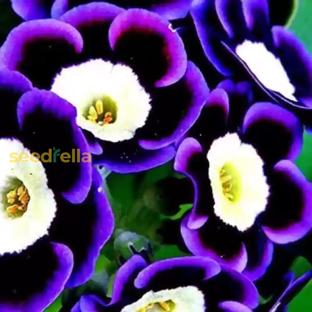 Blue Black Phantom Flower Seeds For Planting