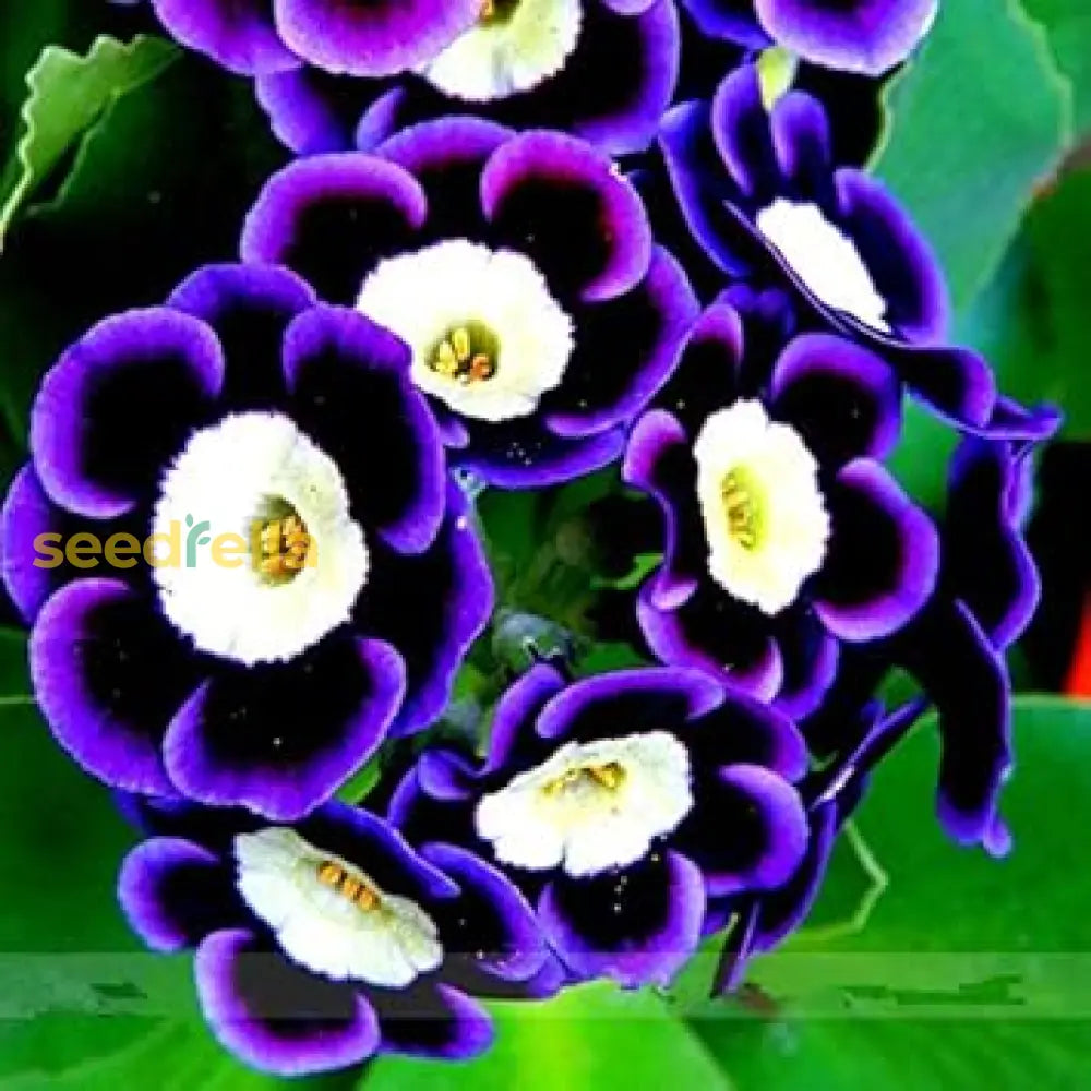 Blue Black Phantom Flower Seeds For Planting