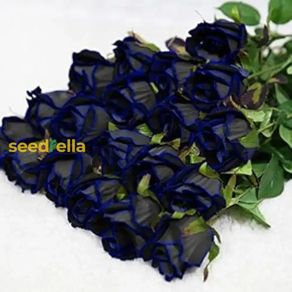 Blue Black Rose Seeds For Planting Flower