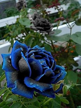Blue Black Rose Flower Seeds for Planting