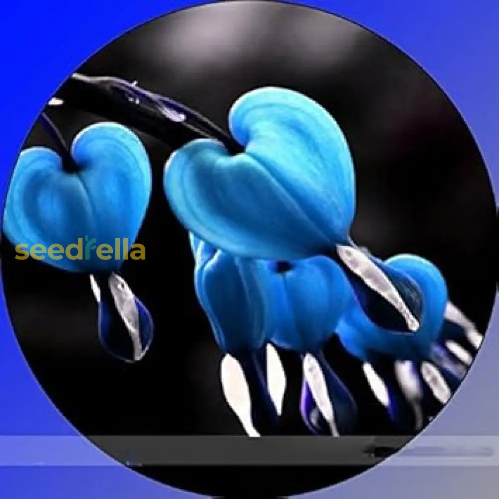 Blue Bleeding Heart Flower Seeds For Planting  Premium Quality