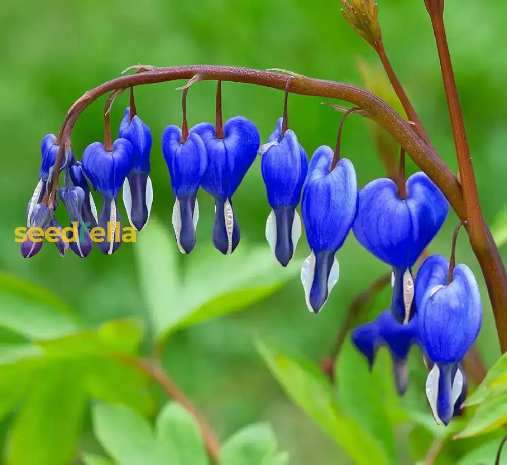 Blue Bleeding Heart Flower Seeds For Planting  Premium Quality