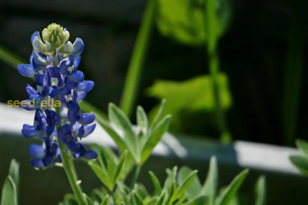 Blue Bonnet Flower Seeds For Bright Blooms - Perfect Planting