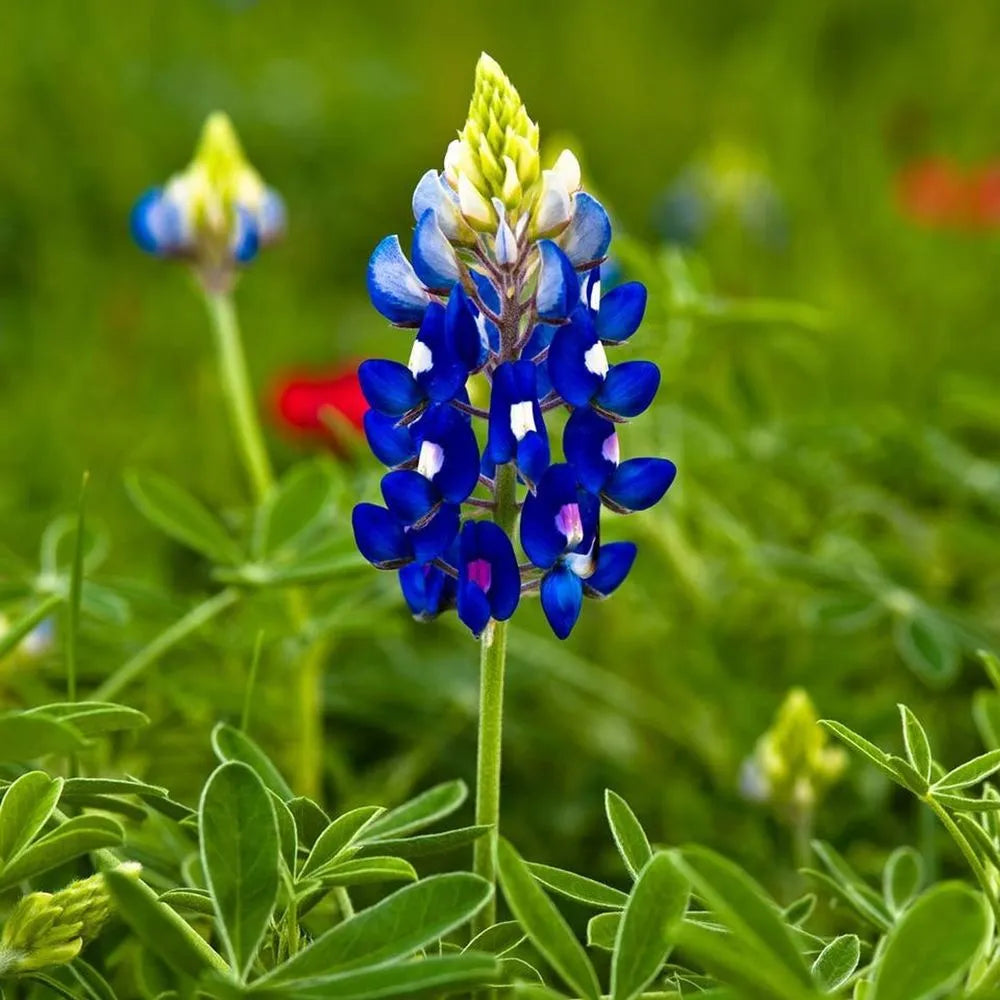 Blue Bonnet Flower Seeds for Planting