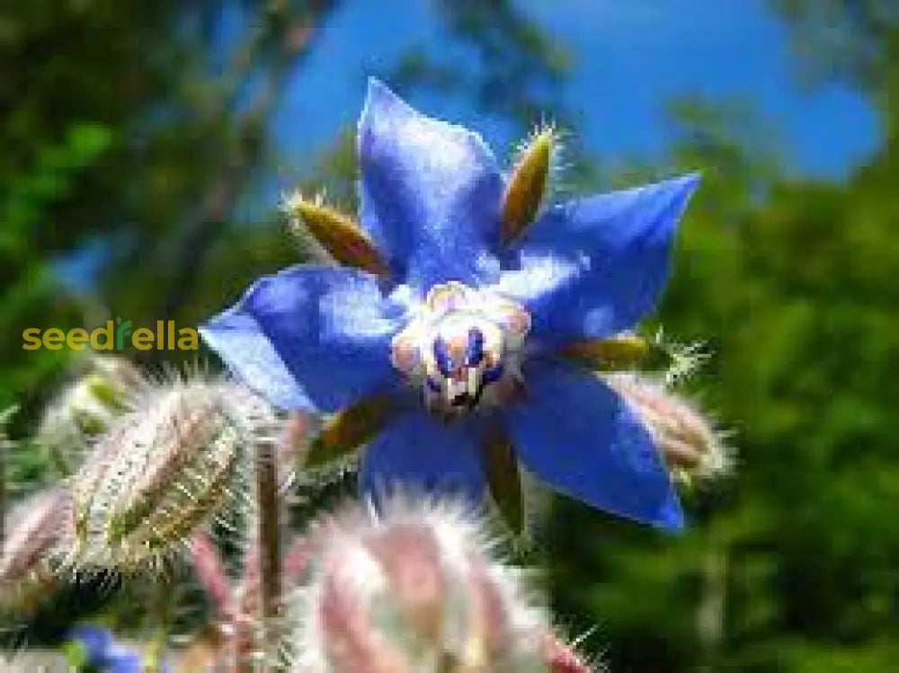 Blue Borage Flower Seeds: Plant For Vibrant Blooms