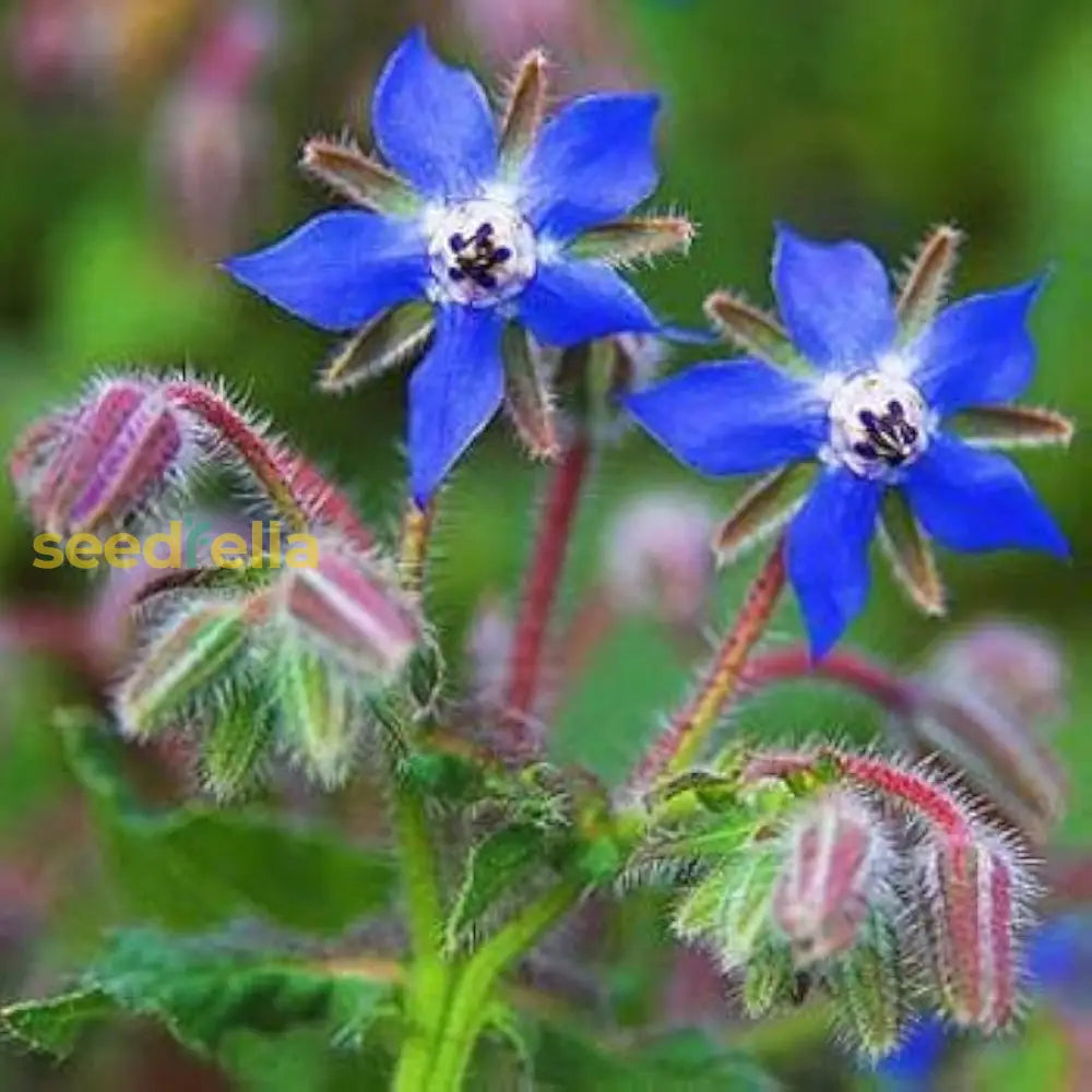 Blue Borage Flower Seeds: Plant For Vibrant Blooms