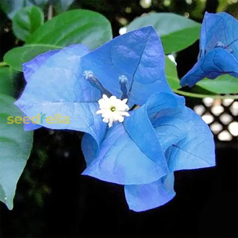 Blue Bougainvillea Spectabilis Seeds Vibrant And Showy Bracts Favorite Choice For Adding Color