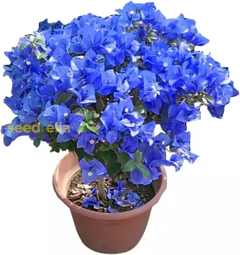 Blue Bougainvillea Spectabilis Seeds Vibrant And Showy Bracts Favorite Choice For Adding Color