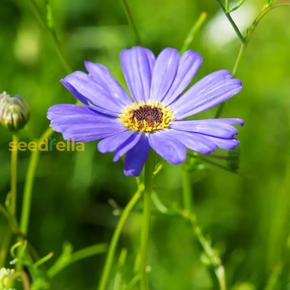 Blue Brachycome Flower Seeds: Essential Planting Tips Seeds