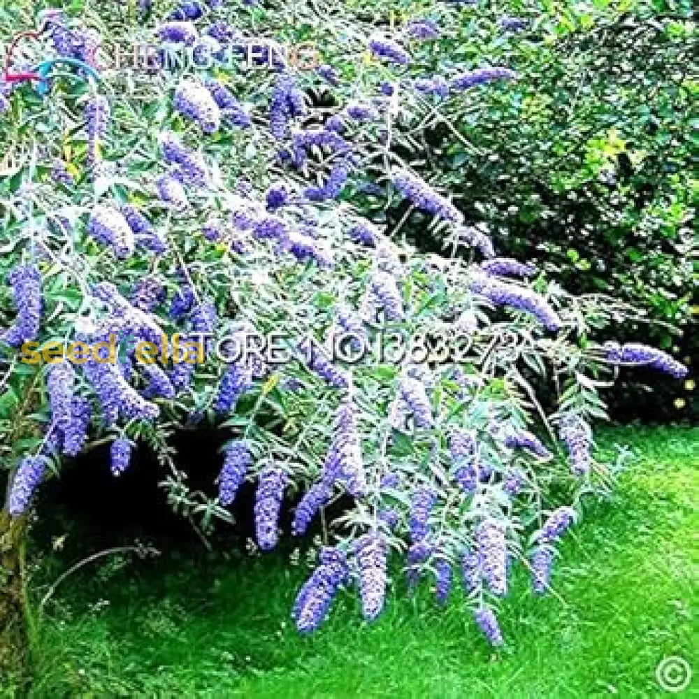 Blue Buddleja Flower Seeds - Planting Guide For A Vibrant Garden