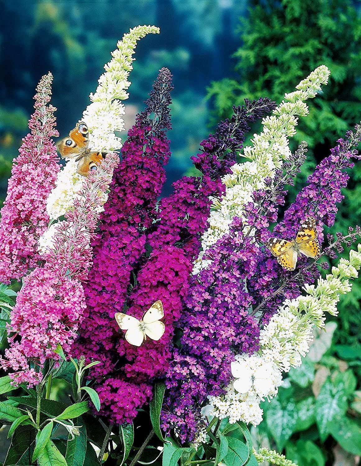 Blue Buddleja seeds for vibrant garden blooms
