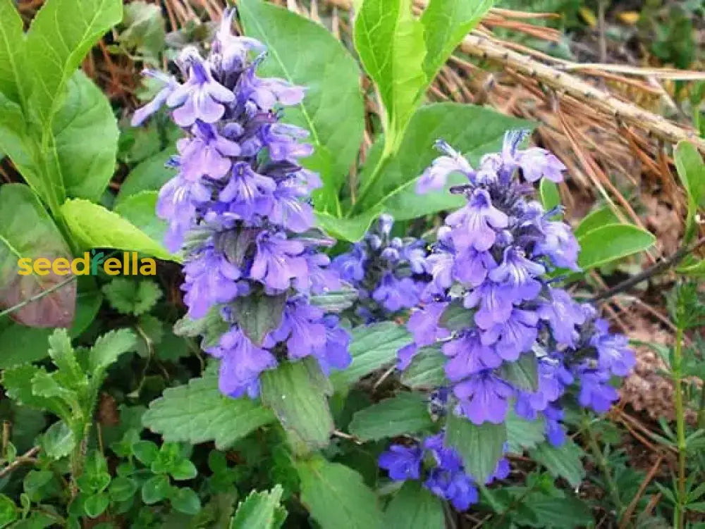 Blue Bugle Flower Planting Seeds For Colorful Landscapes