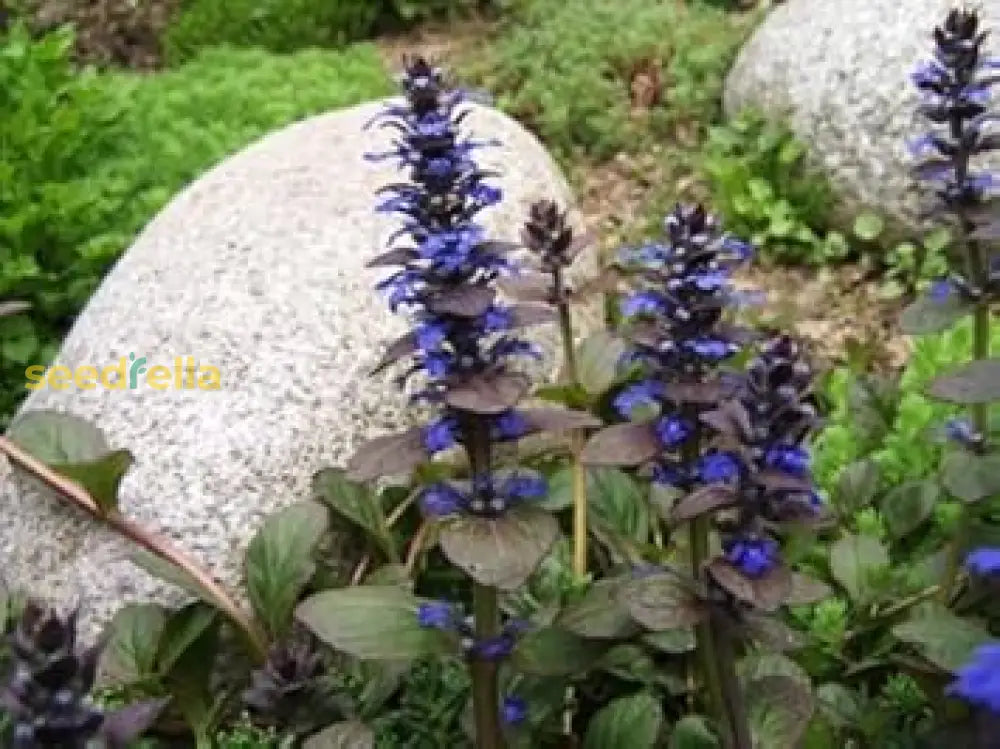 Blue Bugle Flower Planting Seeds For Colorful Landscapes