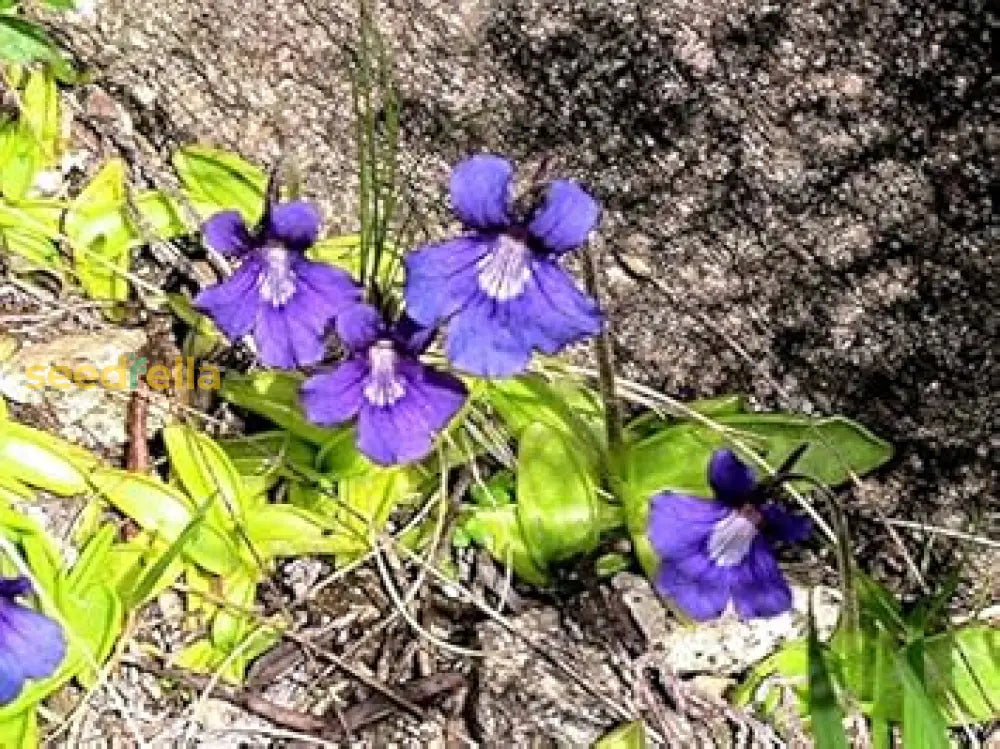 Blue Butterwort Flower Seeds  Planting Made Simple