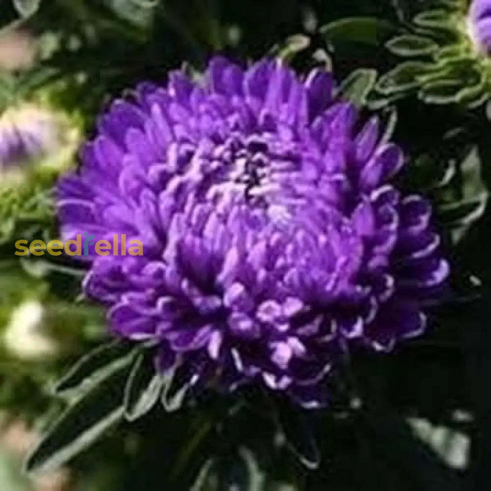 Blue Callistephus Flower Seeds  Perfect For Planting