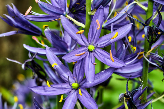 Blue Camas Seeds Camassia quamash Wild Indian Hyacinth Blue Flowers
