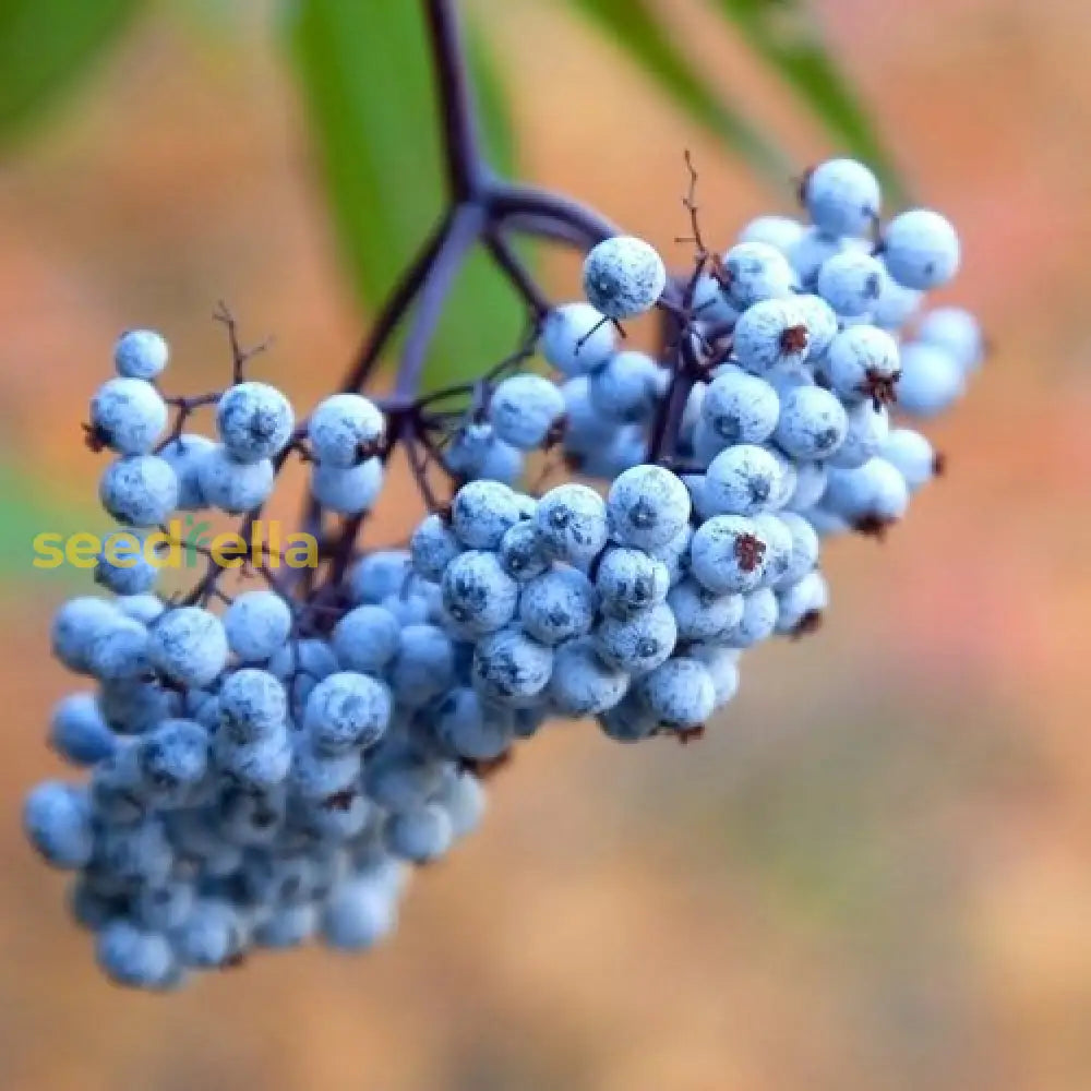 Blue Canadensis Fruit Seeds - Ideal For Planting