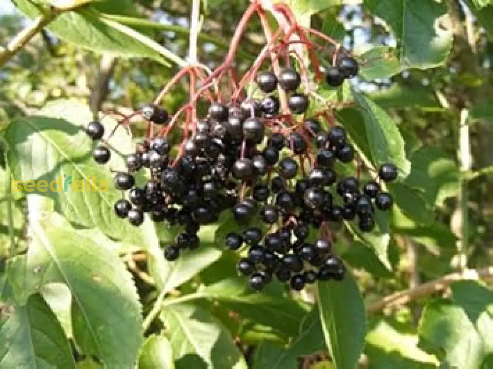 Blue Canadensis Fruit Seeds - Ideal For Planting