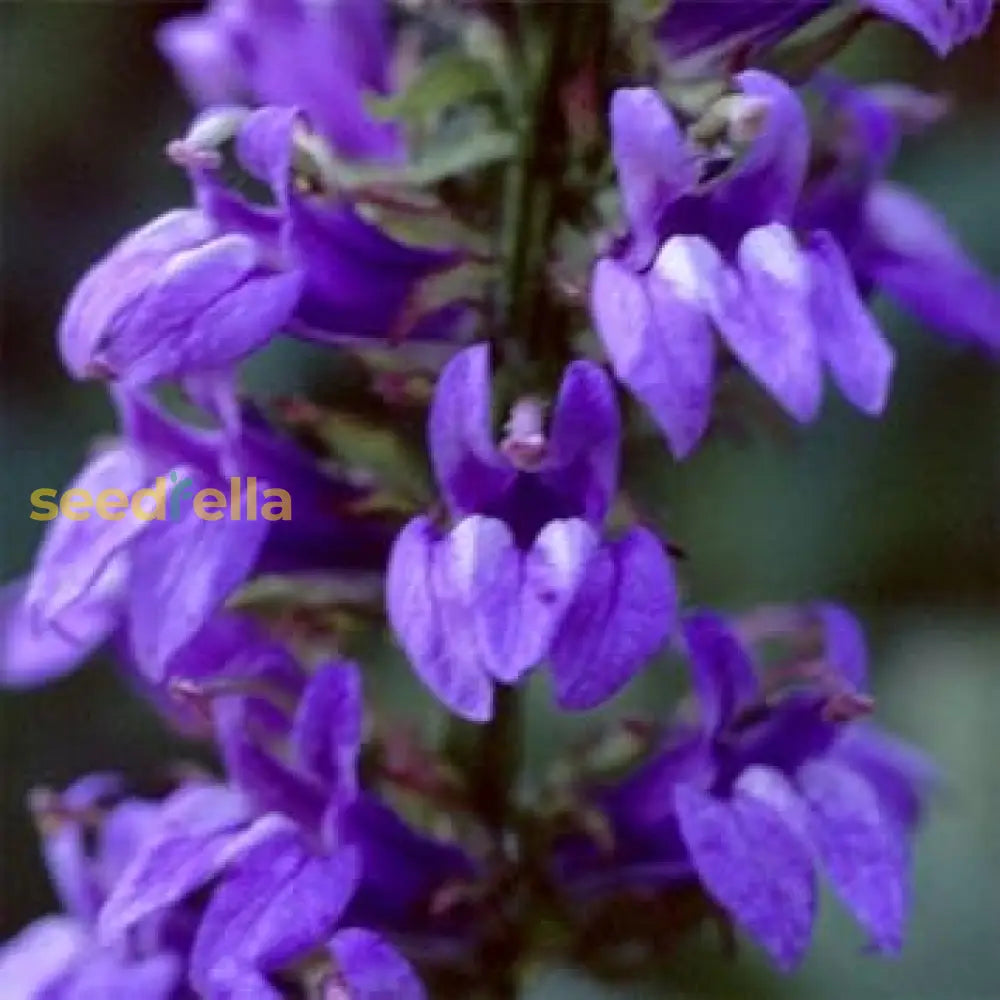 Blue Cardinal Flower Planting Seeds Set