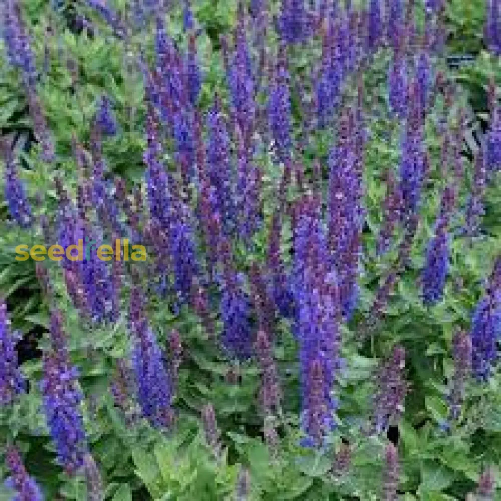 Blue Cardinal Flower Planting Seeds Set