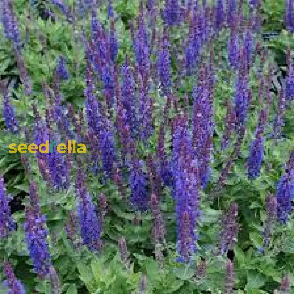 Blue Cardinal Flower Planting Seeds Set