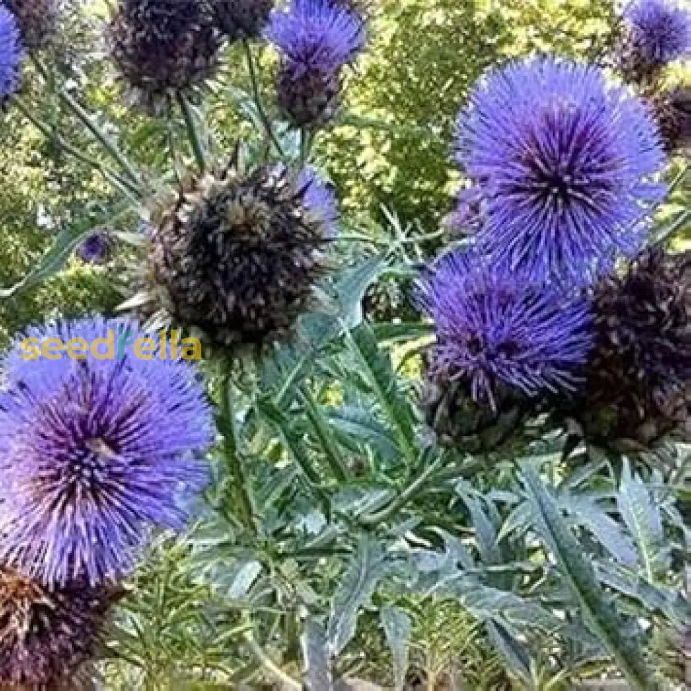 Blue Cardoon Flower Seeds For Easy Planting