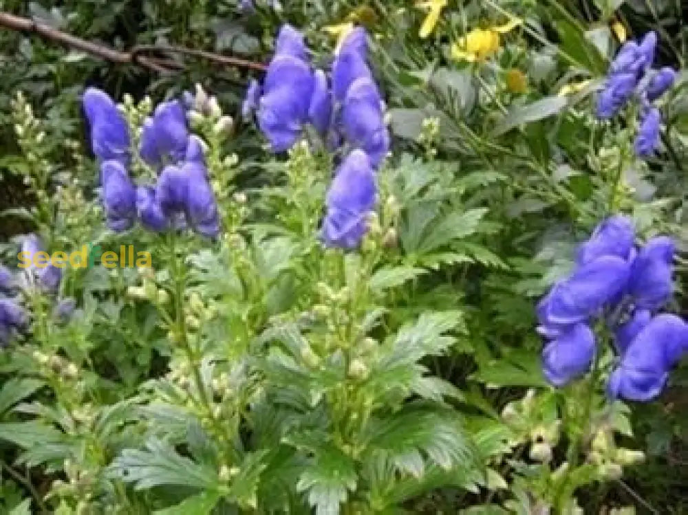 Blue Carmichaelii Flower Seeds: Essential Planting Guide Seeds