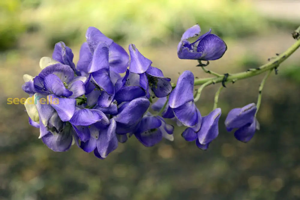 Blue Carmichaelii Flower Seeds: Essential Planting Guide Seeds