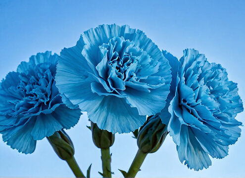 Blue Carnation Flower Seeds for Planting
