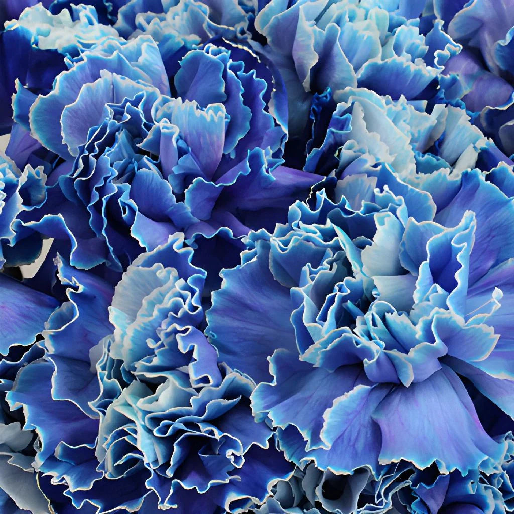Blue Carnation Flowers Growing in Pots