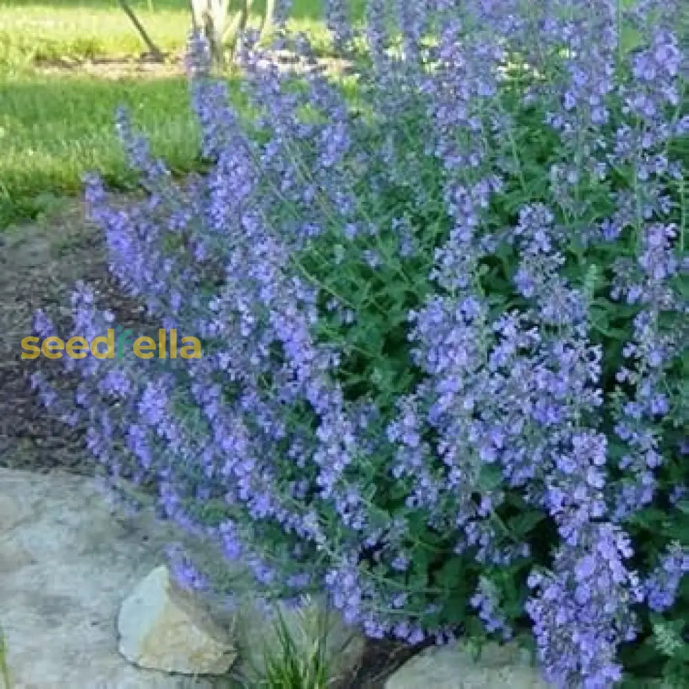 Blue Catmint Seeds  Ideal For Planting Flower