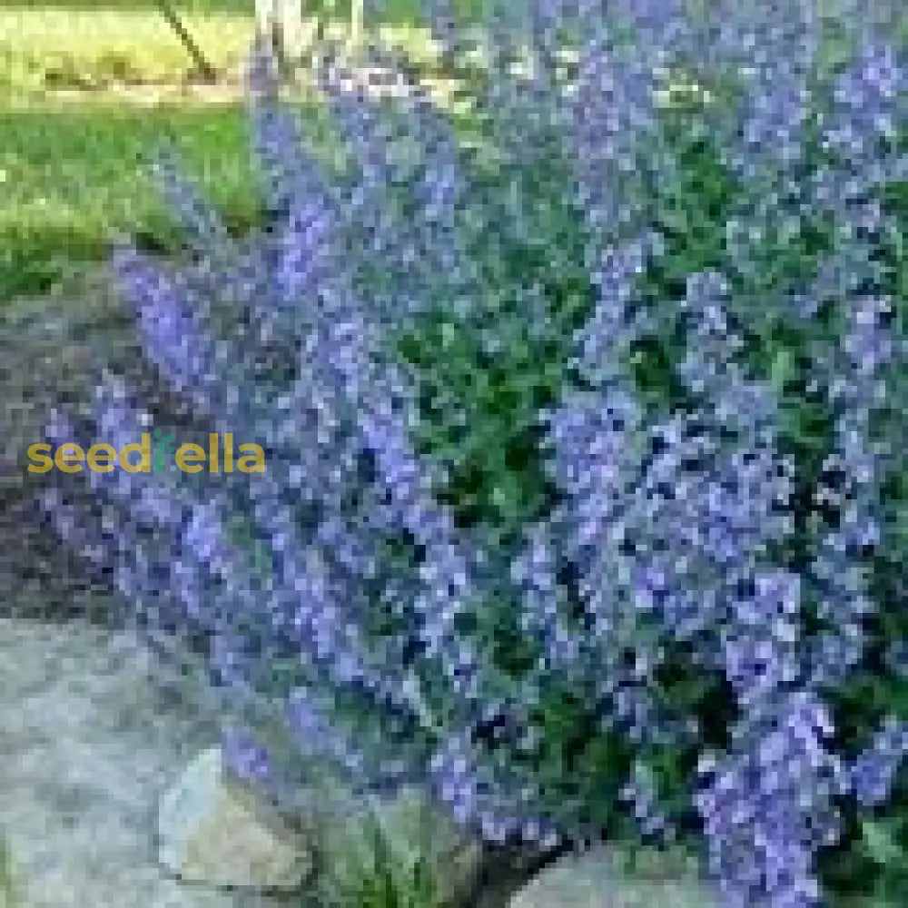 Blue Catmint Seeds  Ideal For Planting Flower