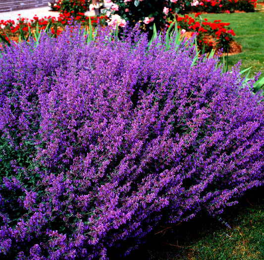 Blue Catmint Seeds – Nepeta mussinii Fragrant Blue Perennial Flowers