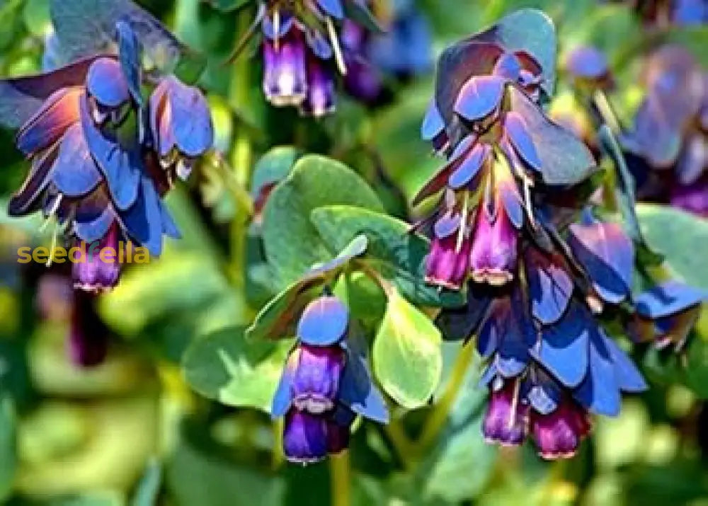 Blue Cerinthe Flower Planting Seeds