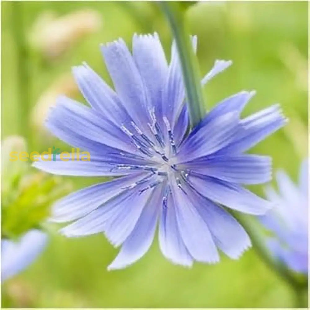 Blue Cichorium Intybus Seeds For Planting Flower