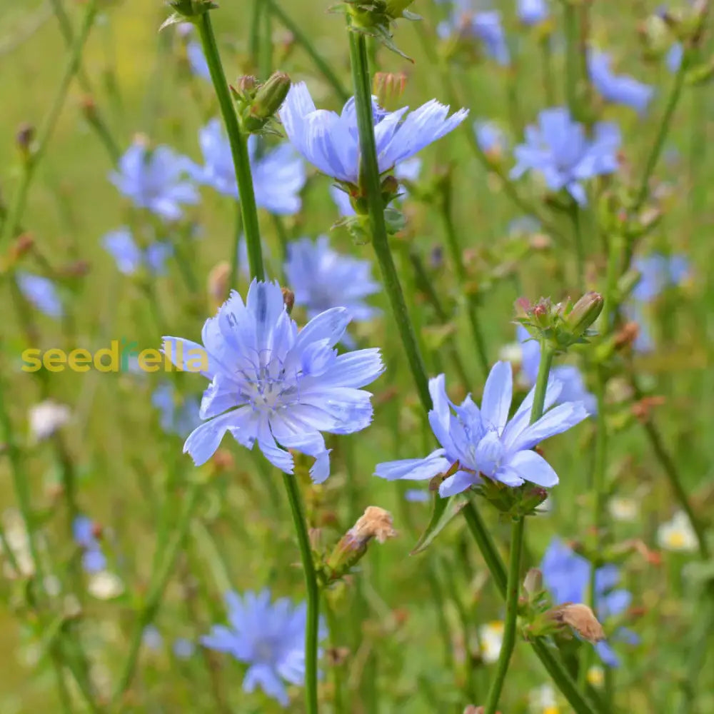 Blue Cichorium Intybus Seeds For Planting Flower