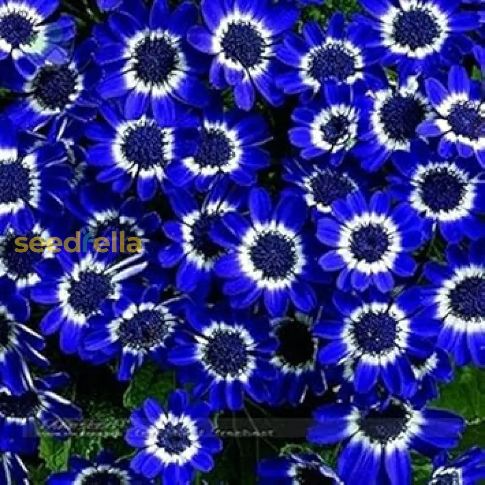 Blue Cineraria Seeds - Ideal For Planting Flower