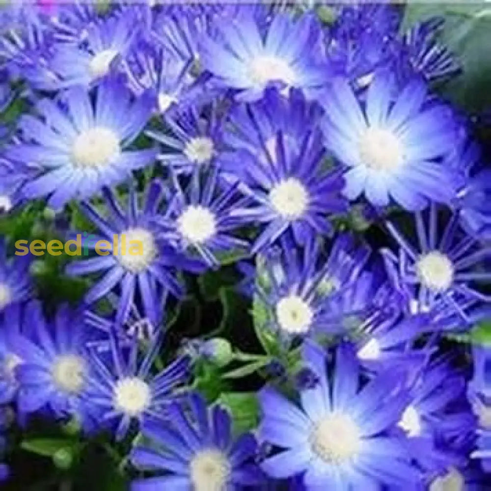 Blue Cineraria Seeds - Ideal For Planting Flower