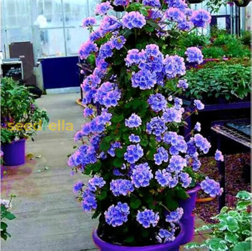 Blue Climbing Geranium Flower Seeds For Gardening