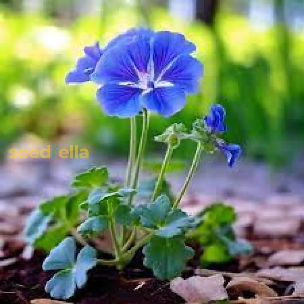 Blue Climbing Geranium Flower Seeds For Gardening