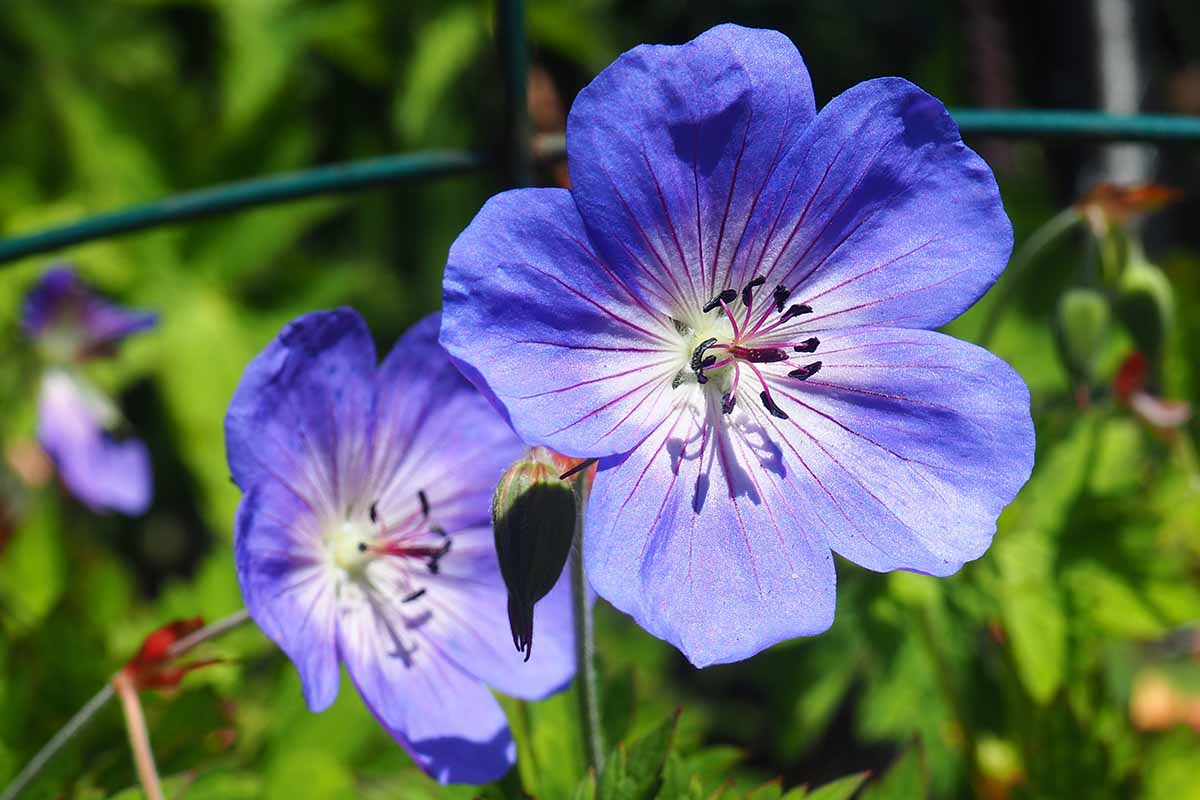 Blue Climbing Geranium flower seeds for planting premium garden seeds