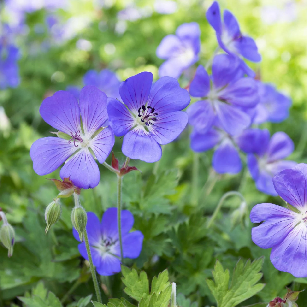 Blue Climbing Geranium seeds for trellises and vertical gardens