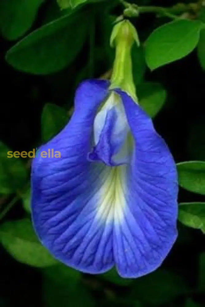 Blue Clitoria flower seeds for vibrant garden blooms
