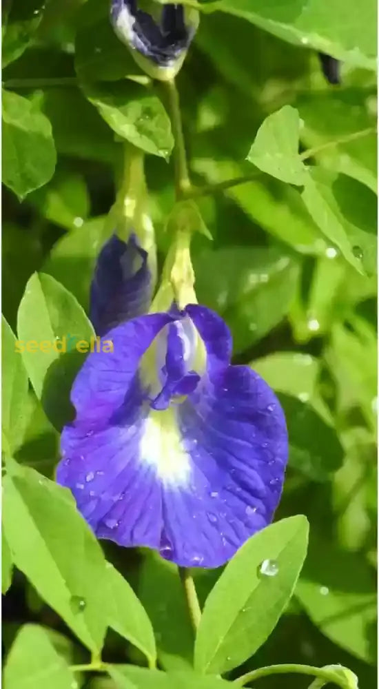 Blue Clitoria seeds for borders and garden beds
