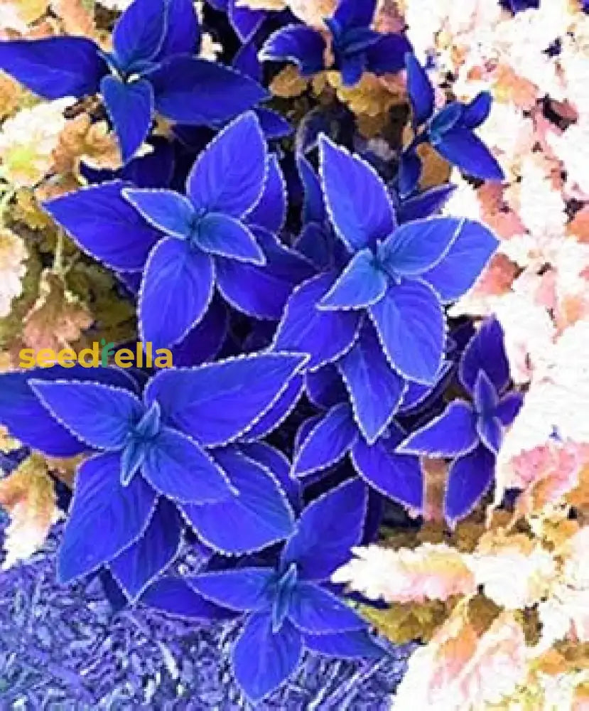 Blue Coleus Plant Seeds For Easy Planting Herb