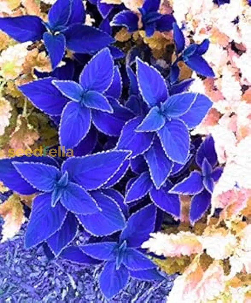 Blue Coleus Plant Seeds For Easy Planting Herb