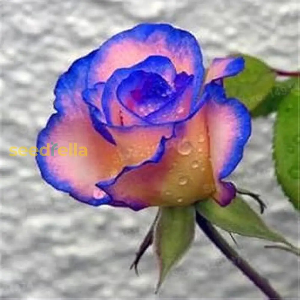 Blue Cream Rose Seeds For Planting Flower