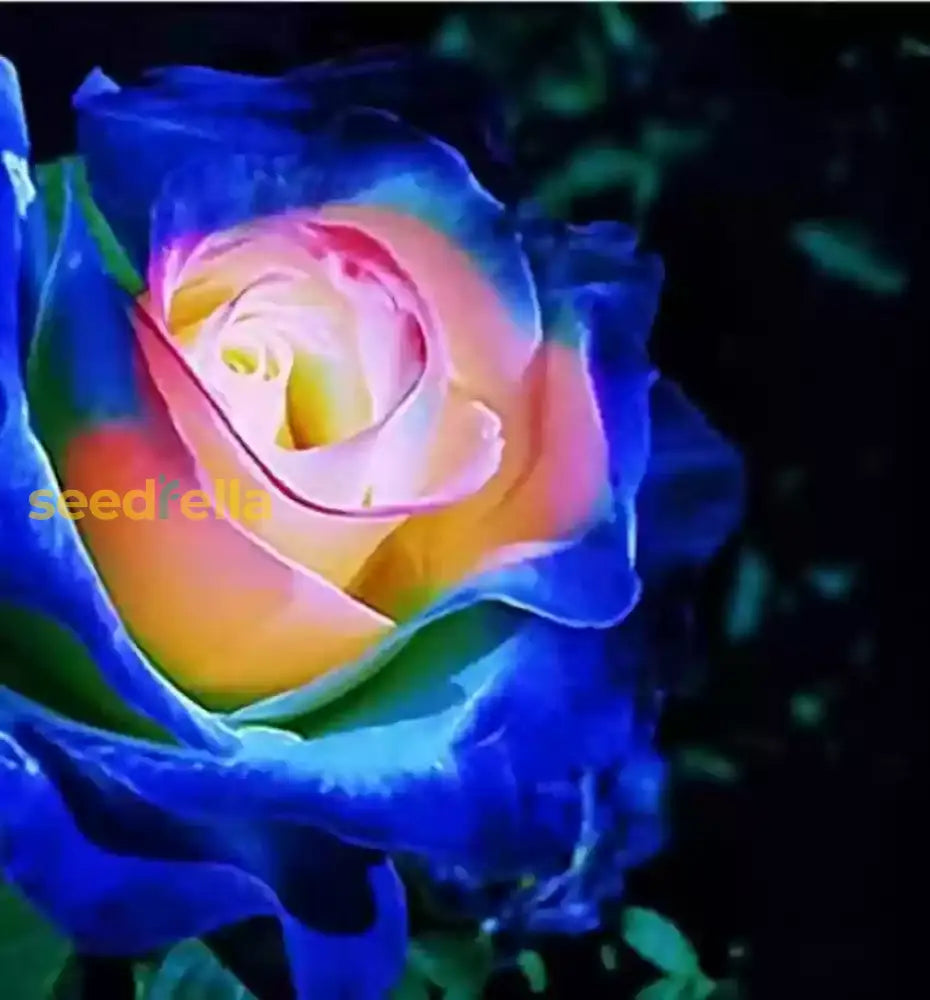 Blue Cream Rose Seeds For Planting Flower