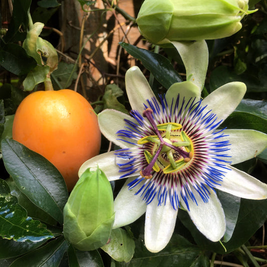 Blue Crown Passion Flower Seeds – Passiflora caerulea Non-GMO Orange Fruit Vine